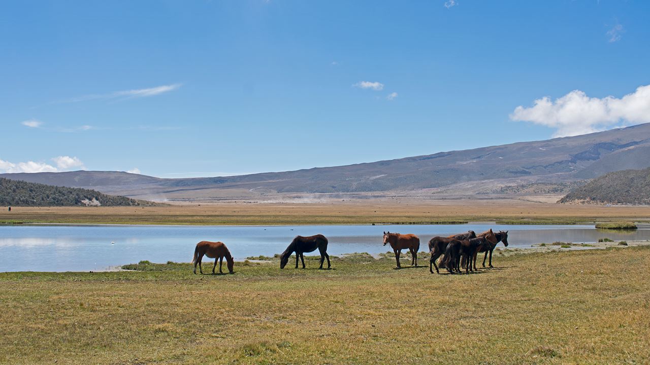 Cotopaxi : À La Découverte Du Volcan Des Andes foto 4